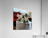 Tabby Kittens Acrylic Print