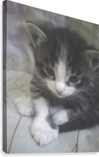 Tabby Mix Kitten  Canvas Print
