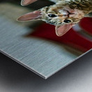 Tabby Kittens Metal print