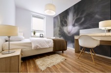 Tabby Mix Kitten  Mural print