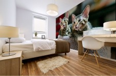 Tabby Kittens Mural print
