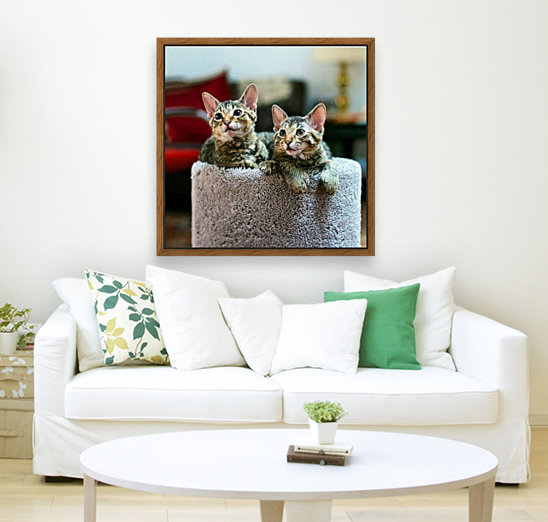 Tabby Kittens Reproduction
