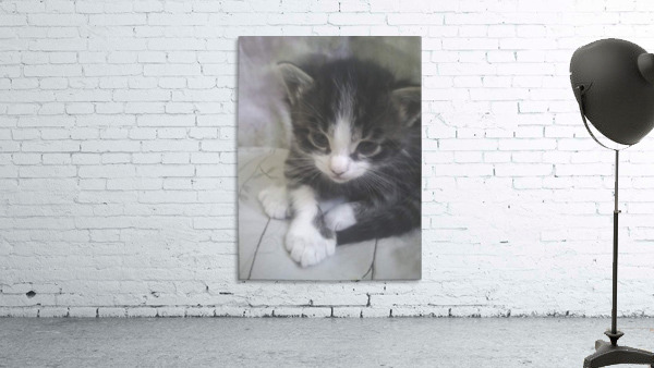 Tabby Mix Kitten  Wall Preview