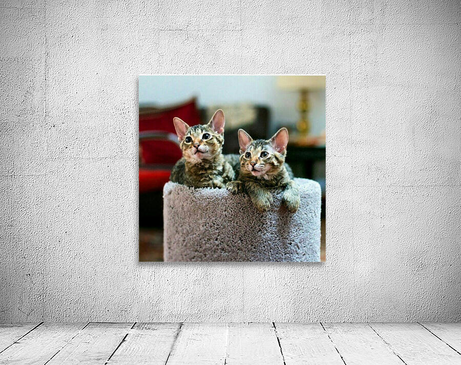 Tabby Kittens Wall Preview