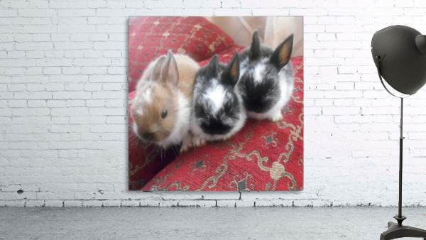 Cute Bunnies Wall Preview