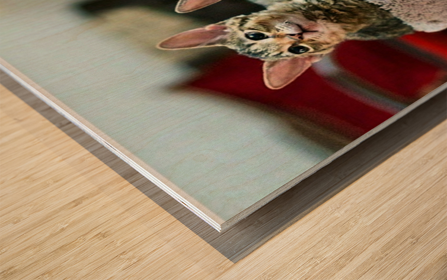 Tabby Kittens Wood print