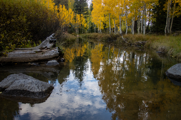 Fall Reflections Digital Download