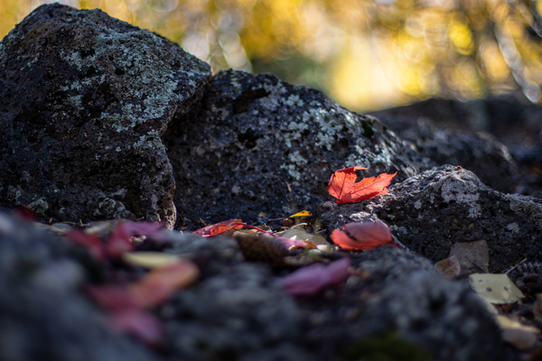 Fall Leaves Digital Download