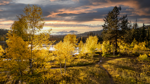 bright fall Digital Download