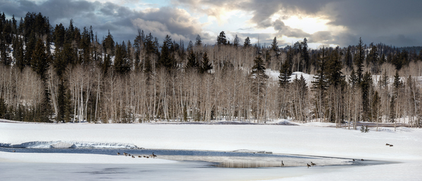 springthawdcpond Digital Download