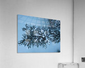 tree snow Acrylic Print