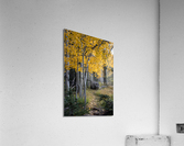 Fall paths Acrylic Print