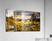 bright fall Acrylic Print