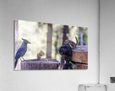 chipmunk picture bomb Acrylic Print