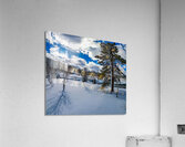 Aspen  Acrylic Print