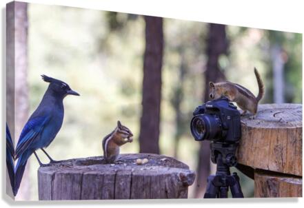 chipmunk picture bomb Canvas Print