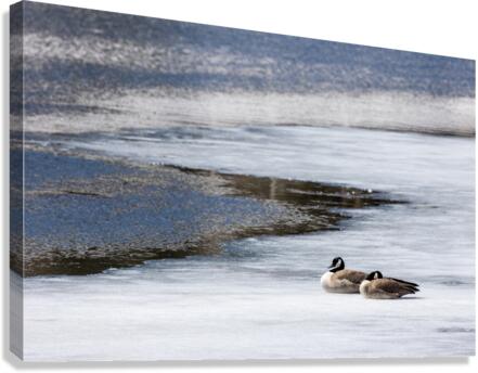 first to the pond Canvas Print