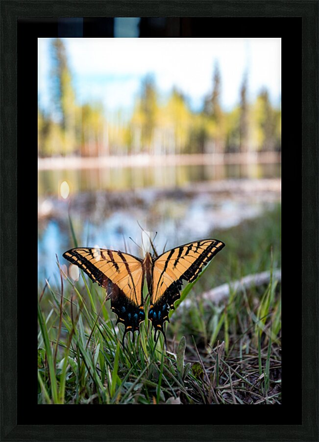 butterfly  Picture Frame print