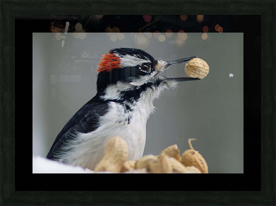 Pecker Picture Frame print