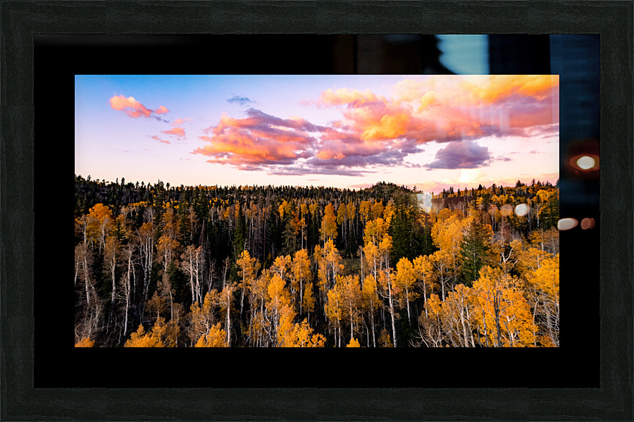 tree tops in fall Picture Frame print