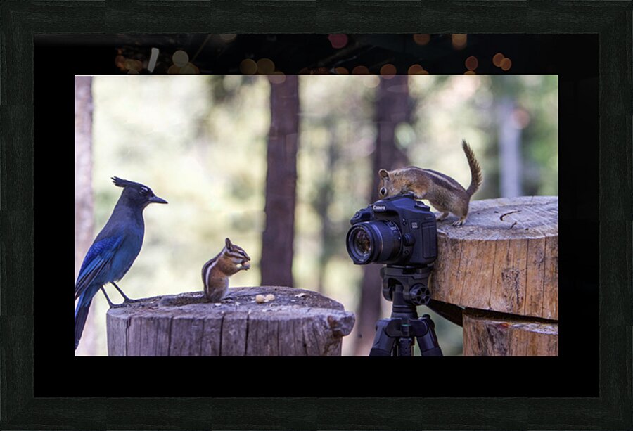 chipmunk picture bomb Picture Frame print