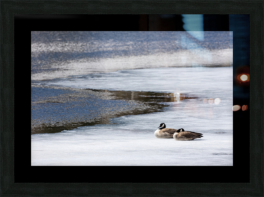 first to the pond Picture Frame print