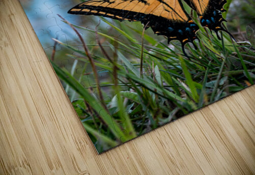 butterfly  Photo Mahler puzzle