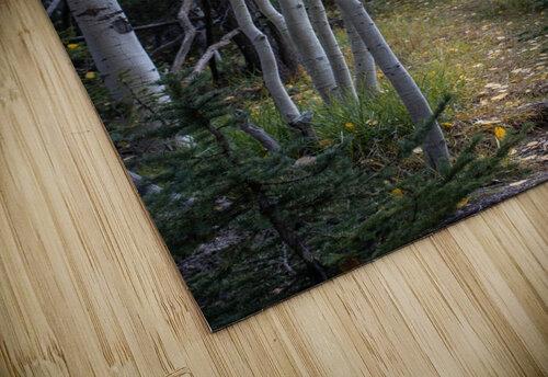 Fall paths Photo Mahler puzzle