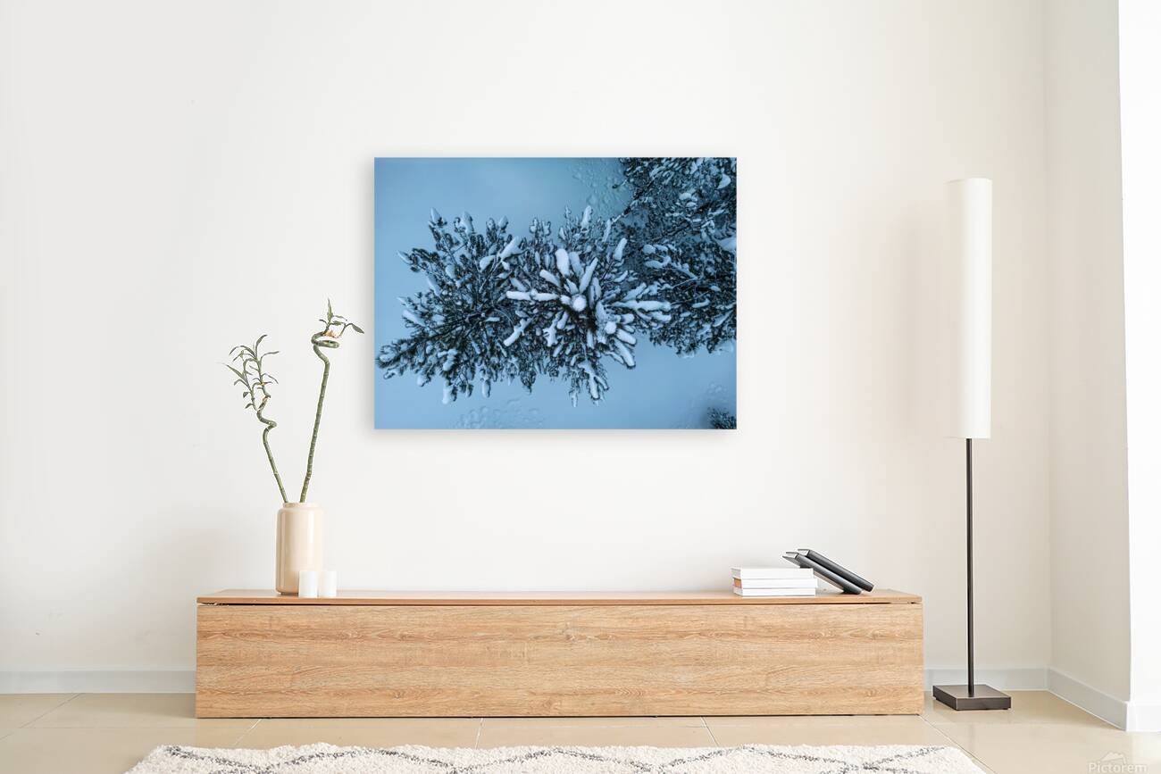 tree snow Reproduction