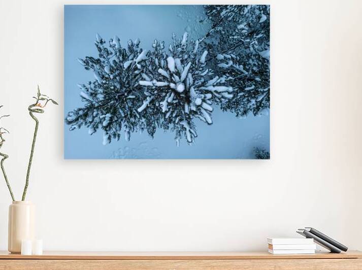 tree snow Reproduction