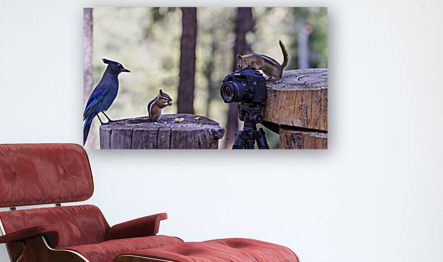 chipmunk picture bomb Reproduction