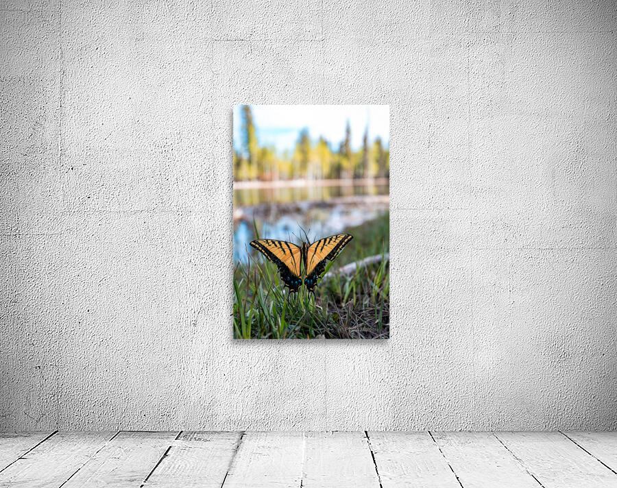 butterfly  Wall Preview