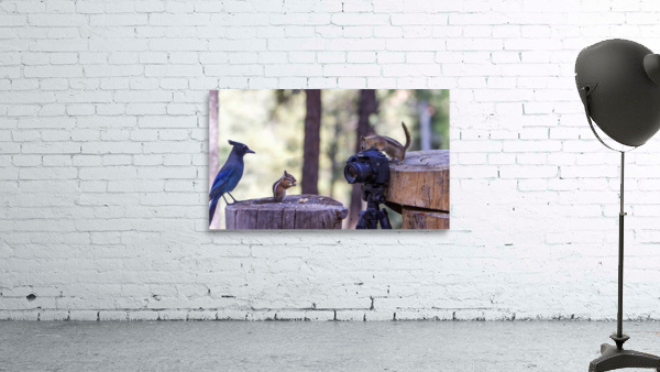 chipmunk picture bomb Wall Preview