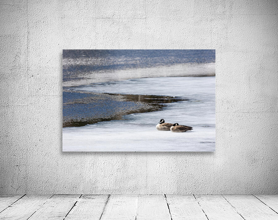 first to the pond Wall Preview