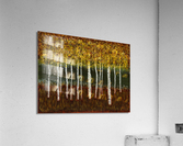 Birch Trees Acrylic Print