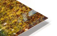 Birch Trees HD Metal print