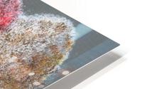Fall Trees HD Metal print