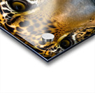 Determined. Tiger Eyes. Acrylic print