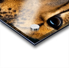 Cheetah Eyes Acrylic print