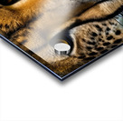 The Approach. Tiger. Acrylic print