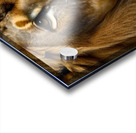 The Hunt. Lion Acrylic print