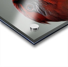 The Gaze. Cardinal. Acrylic print