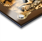 Intentional. Cheetah.  Acrylic print