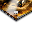 One Glance. Lion Acrylic print