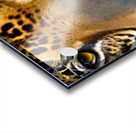 Tiger Eyes  Acrylic print