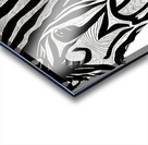 Wilbur - Tennessee Walker Horse Acrylic print