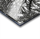 Tree of Life 2 Acrylic print