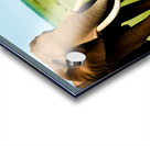 Elephant Love.  Acrylic print