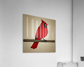 The Observing Cardinal  Acrylic Print