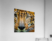 Determined. Tiger Eyes. Acrylic Print
